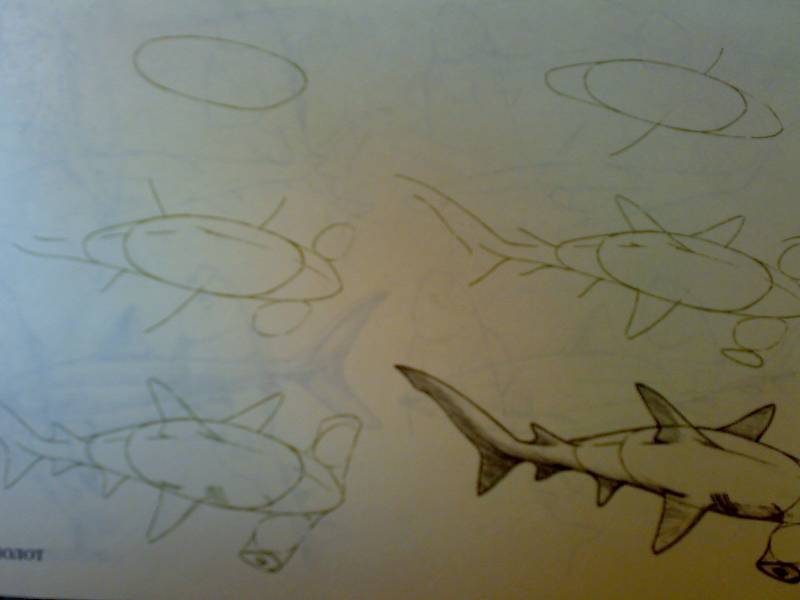 Иллюстрация 29 из 33 для Рисуем 50 акул, китов и других морских животных - Эймис, Бадд | Лабиринт - книги. Источник: Юлия7