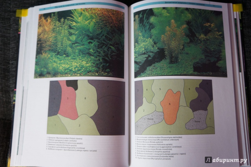 Иллюстрация 12 из 20 для Дизайн аквариума. Планировка, оформление, выбор растений, рыбы в аквариуме - Кристель Кассельман | Лабиринт - книги. Источник: Ива Монтекки