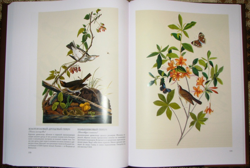 Иллюстрация 13 из 31 для Птицы Америки (в футляре) - Джеймс Одюбон | Лабиринт - книги. Источник: Mamulechka