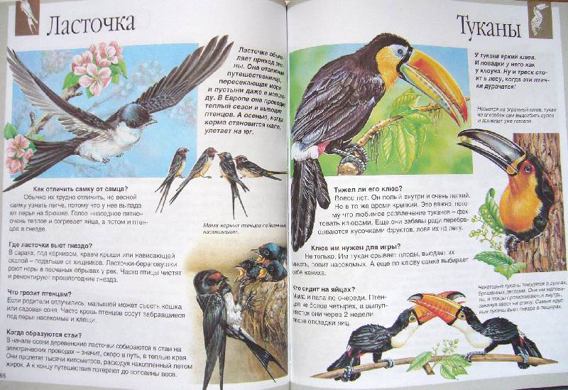Иллюстрация 20 из 27 для Животные - Букобза, Мулинье | Лабиринт - книги. Источник: Челла