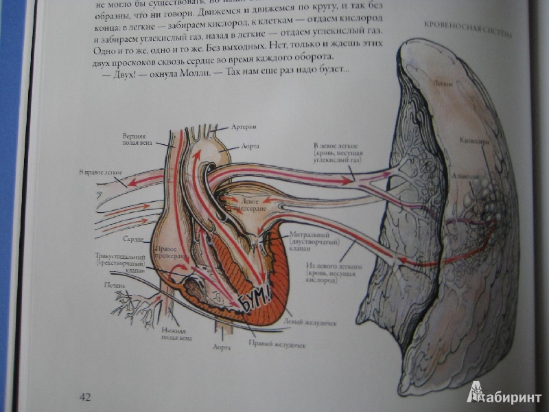 Иллюстрация 58 из 60 для Тайны анатомии - Кэрол Доннер | Лабиринт - книги. Источник: Макарова  Елена