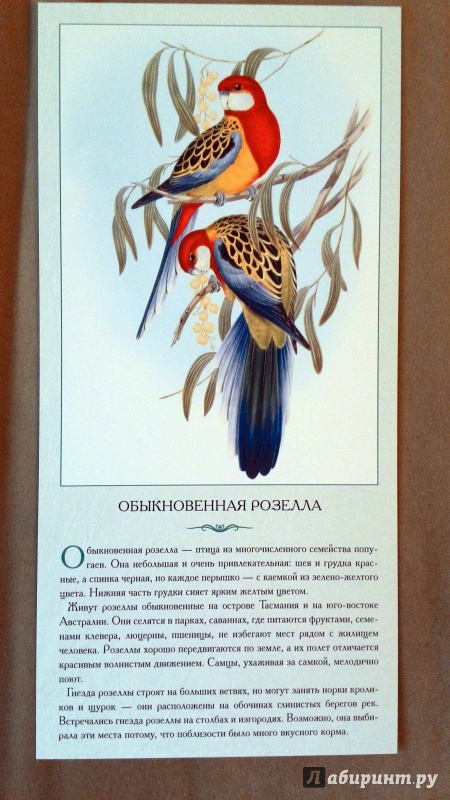 Иллюстрация 2 из 9 для Экзотические птицы. Необычные, причудливые, странные - Л. Жукова | Лабиринт - книги. Источник: Natik1105