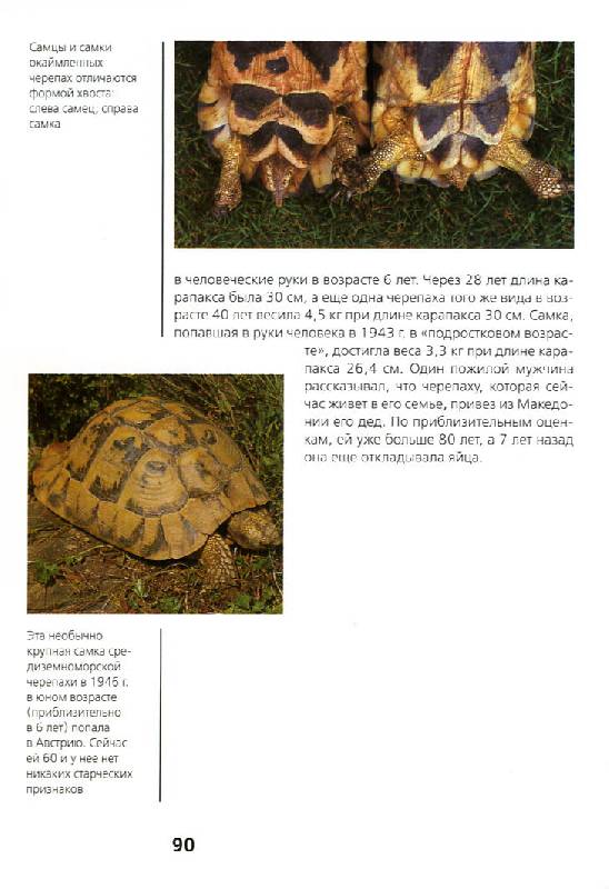 Иллюстрация 21 из 35 для Сухопутные черепахи - Райнер Прашага | Лабиринт - книги. Источник: Росинка