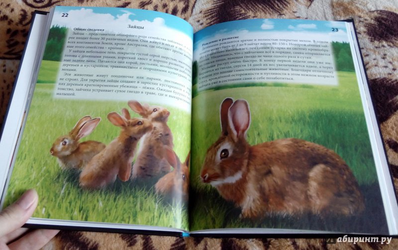 Иллюстрация 12 из 15 для Хочу знать. Детеныши животных | Лабиринт - книги. Источник: Oksana