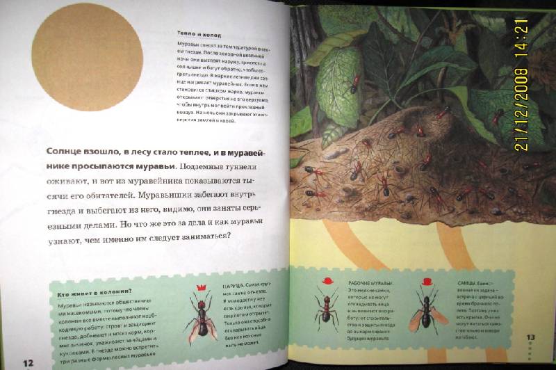 Иллюстрация 2 из 37 для Муравьи, кузнечики, пауки - Тинг Моррис | Лабиринт - книги. Источник: ESchA