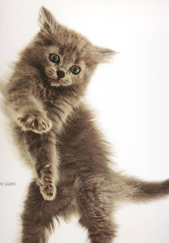Иллюстрация 30 из 30 для Жизнь кошек - Джейн Бартон | Лабиринт - книги. Источник: ЛиС-а