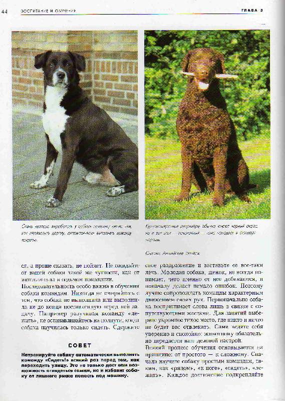 Иллюстрация 14 из 14 для Собаки - Эстер Верхойф-Верхаллен | Лабиринт - книги. Источник: С  М В