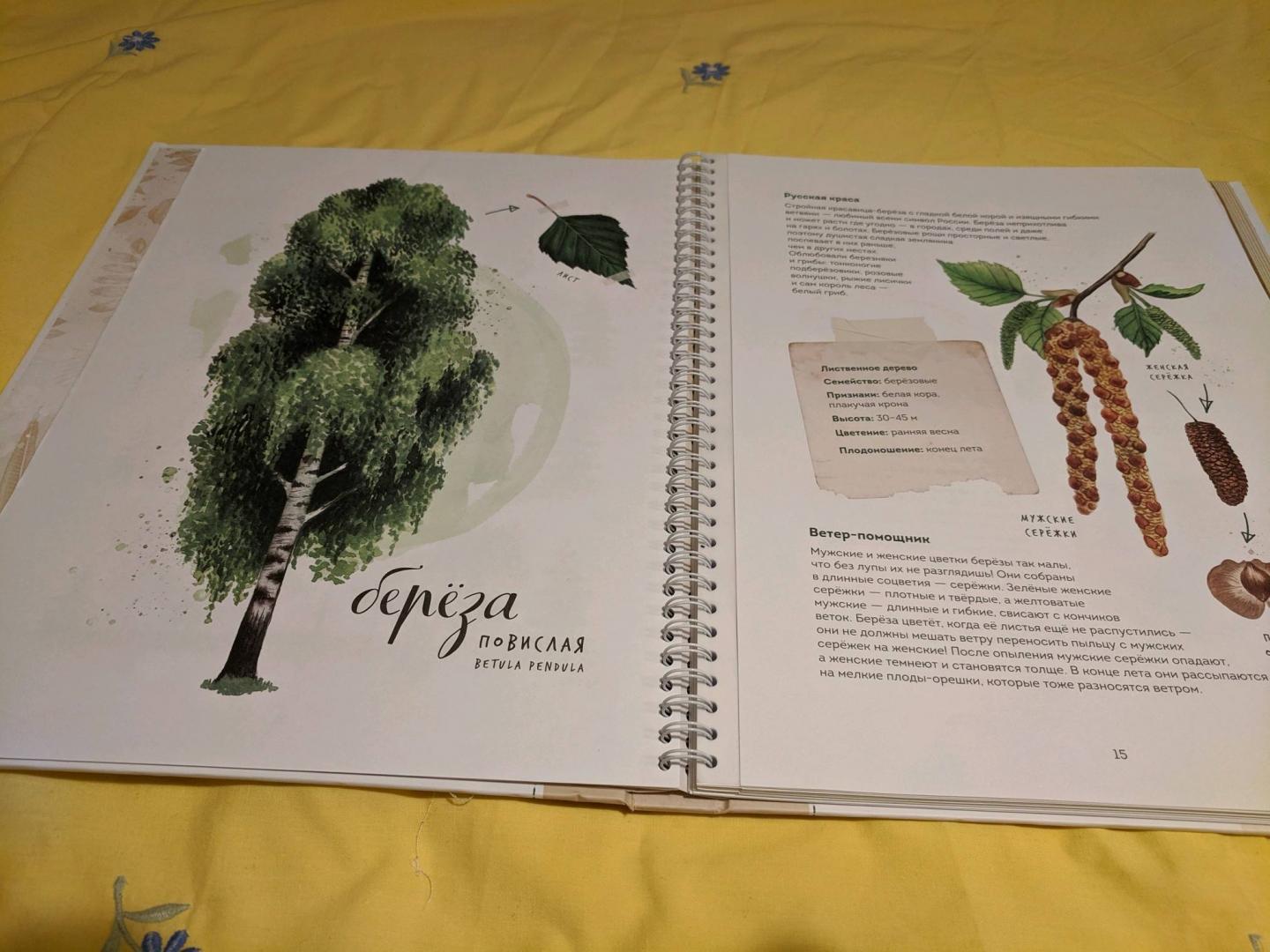 Иллюстрация 109 из 126 для Мой гербарий. Листья деревьев - Анна Васильева | Лабиринт - книги. Источник: Krutova-Harper Olga