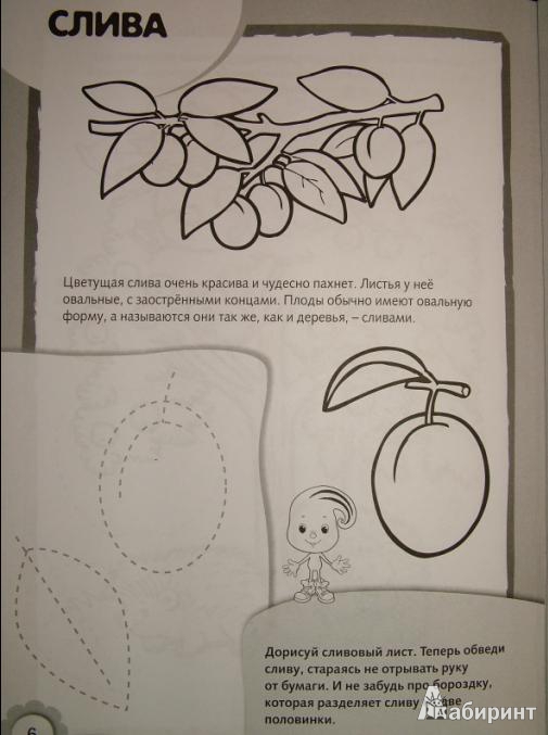 Иллюстрация 2 из 11 для Рисуем и раскрашиваем деревья и плоды | Лабиринт - книги. Источник: arc