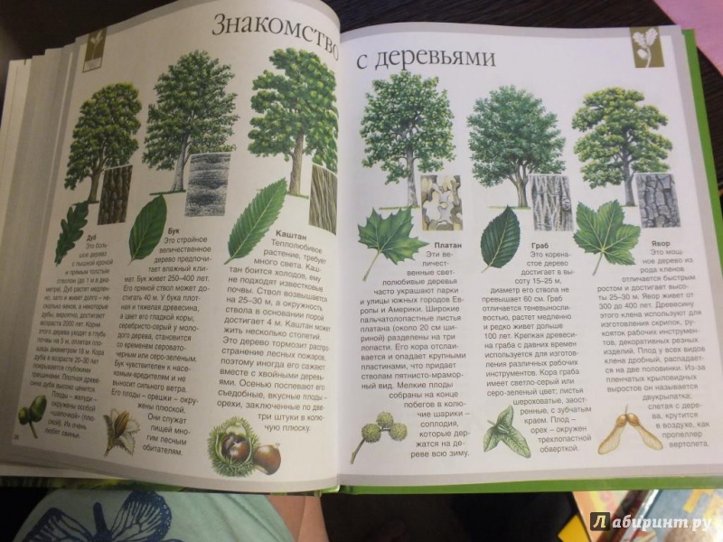 Иллюстрация 30 из 36 для Мир леса - Генри Эйнар | Лабиринт - книги. Источник: Галимова  Елена Александровна