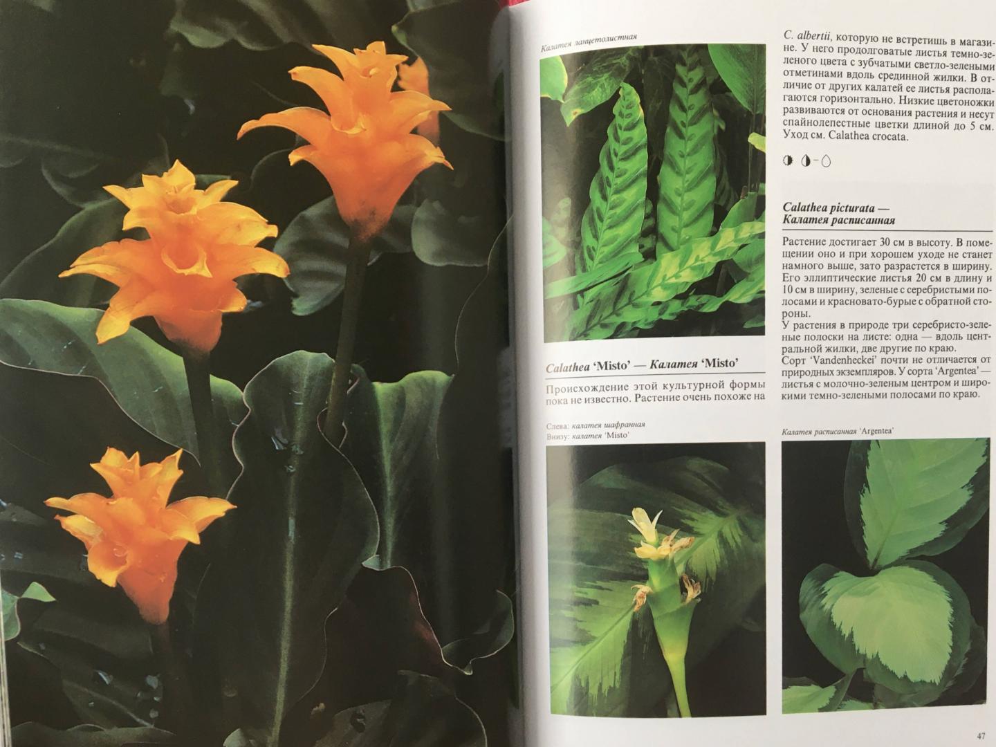 Иллюстрация 23 из 48 для Комнатные растения - Нико Вермейлен | Лабиринт - книги. Источник: Спивакова  Маргарита