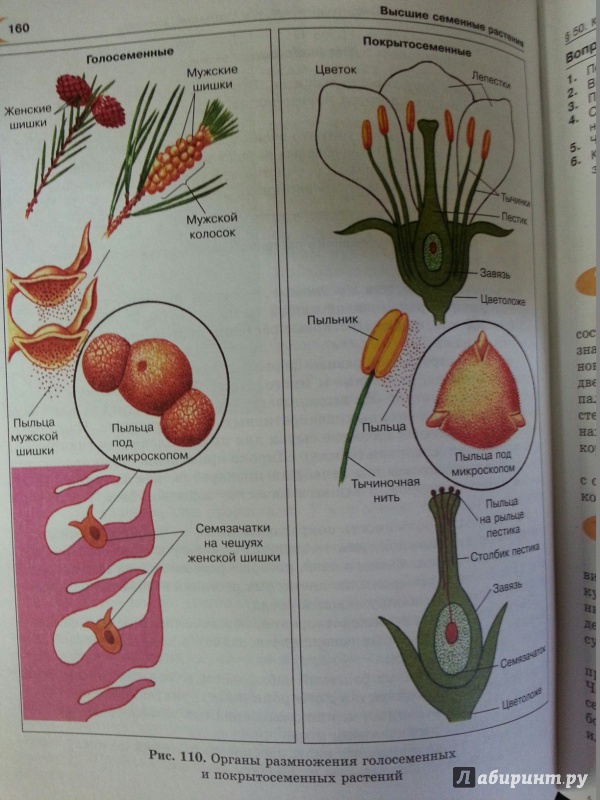 Иллюстрация 28 из 34 для Биология. Растения, бактерии, грибы, лишайники. 6 класс. Учебник - Трайтак, Трайтак | Лабиринт - книги. Источник: Den
