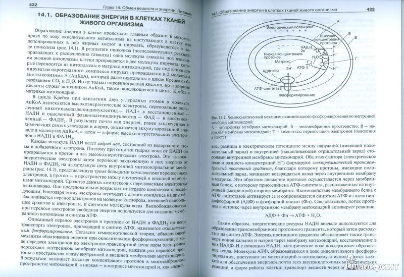 Иллюстрация 11 из 43 для Нормальная физиология. Учебник +CD - Брин, Ткаченко, Захаров, Мазинг | Лабиринт - книги. Источник: Еrin