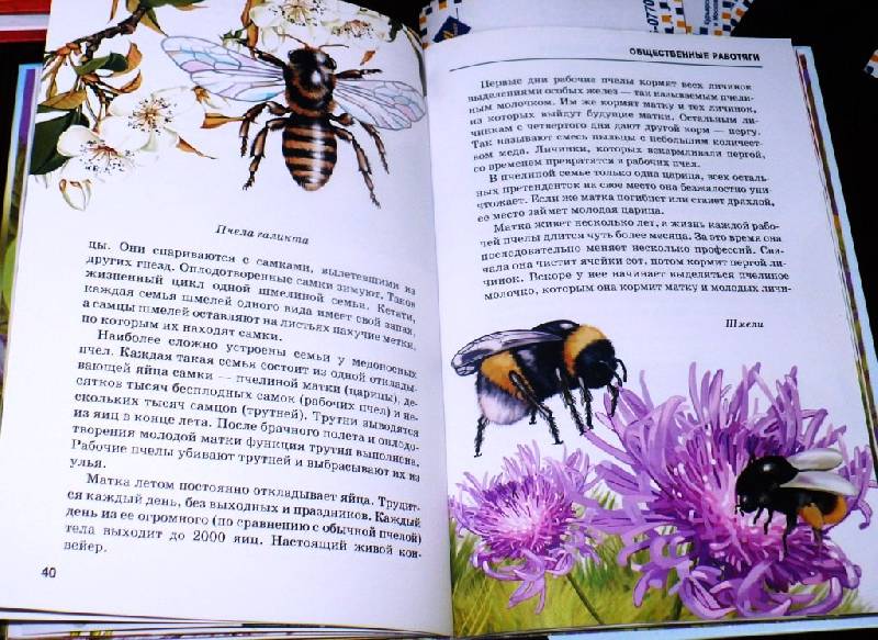 Иллюстрация 16 из 40 для Жуки и другие удивительные насекомые - Сергей Афонькин | Лабиринт - книги. Источник: -  Юлия -