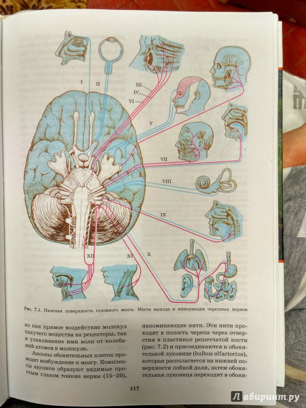 Иллюстрация 49 из 49 для Топическая диагностика заболеваний нервной системы. Руководство для врачей - Скоромец, Скоромец, Скоромец | Лабиринт - книги. Источник: Пилюк  Мария