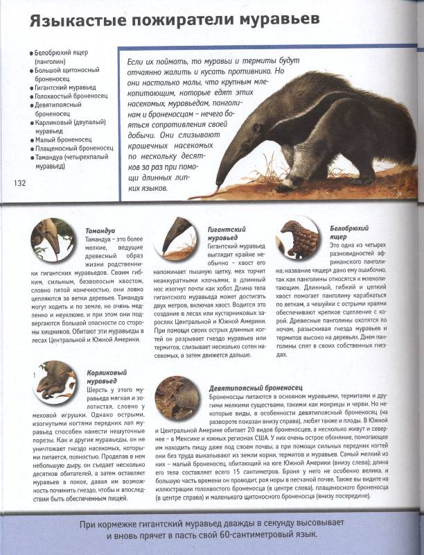 Иллюстрация 9 из 22 для Всемирная энциклопедия животных | Лабиринт - книги. Источник: РИВА