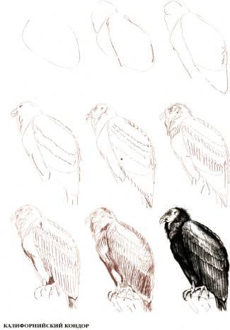 Иллюстрация 2 из 18 для Рисуем 50 исчезающих животных - Эймис, Бадд | Лабиринт - книги. Источник: Ценитель классики