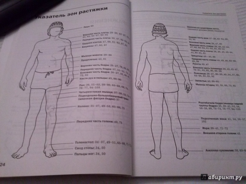 Иллюстрация 7 из 17 для Растяжка для поддержания гибкости мышц и суставов - Боб Андерсон | Лабиринт - книги. Источник: Анна
