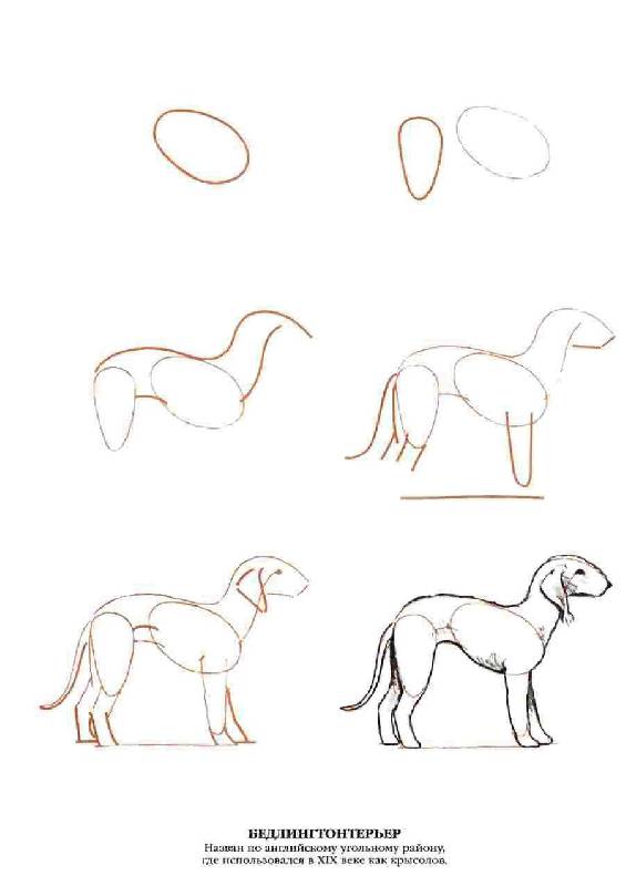 Иллюстрация 15 из 20 для Рисуем 50 собак - Ли Эймис | Лабиринт - книги. Источник: Юта