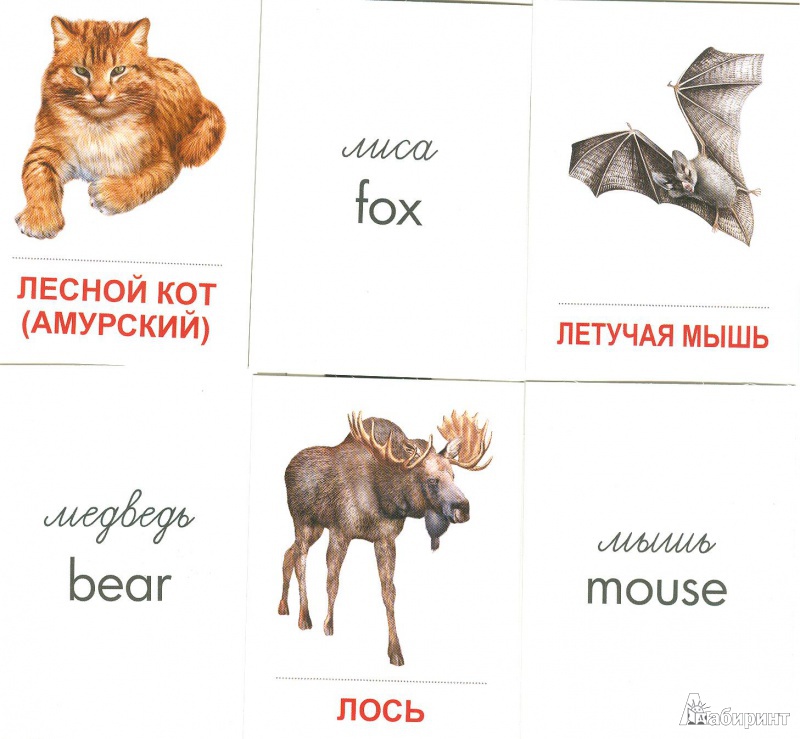 Иллюстрация 4 из 14 для Раздаточные карточки "Дикие животные - 2" (16 карточек) | Лабиринт - книги. Источник: амиранна