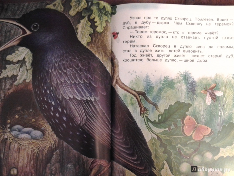 Иллюстрация 21 из 26 для Сказки - Виталий Бианки | Лабиринт - книги. Источник: Olga