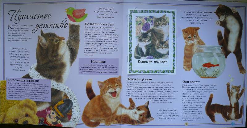 Иллюстрация 11 из 32 для Кошки. И ничего, кроме кошек. Самая правильная книга | Лабиринт - книги. Источник: Аврора