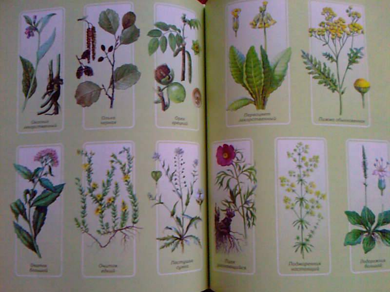 Иллюстрация 4 из 7 для Лекарственные растения - Игорь Путырский | Лабиринт - книги. Источник: Mariyka