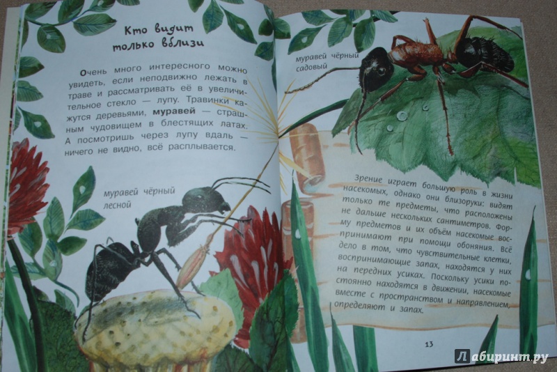 Иллюстрация 16 из 46 для Сколько глаз у стрекозы? - Виталий Танасийчук | Лабиринт - книги. Источник: Книжный кот
