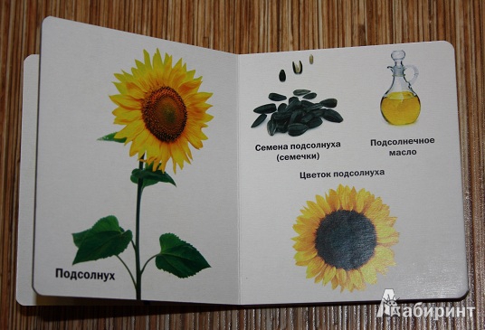Иллюстрация 4 из 8 для Такие разные цветы | Лабиринт - книги. Источник: КНИЖНОЕ ДЕТСТВО