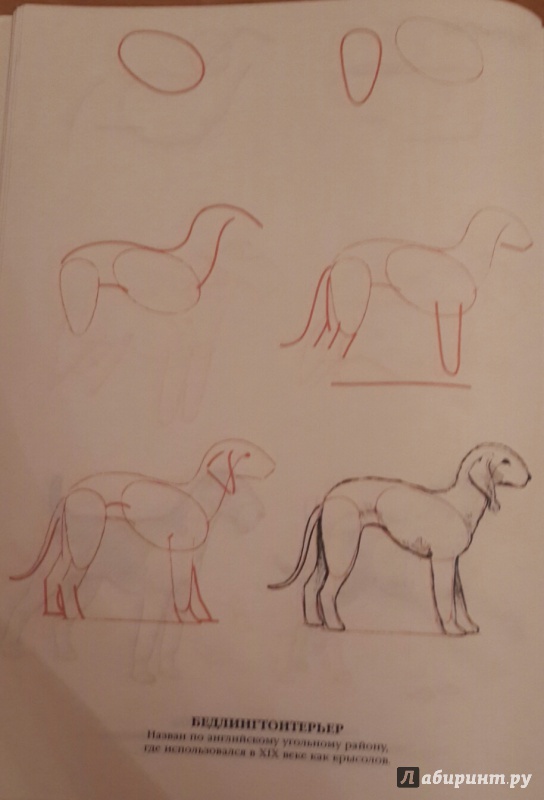 Иллюстрация 9 из 14 для Рисуем 50 собак - Ли Эймис | Лабиринт - книги. Источник: Чирков  Николай Викторович