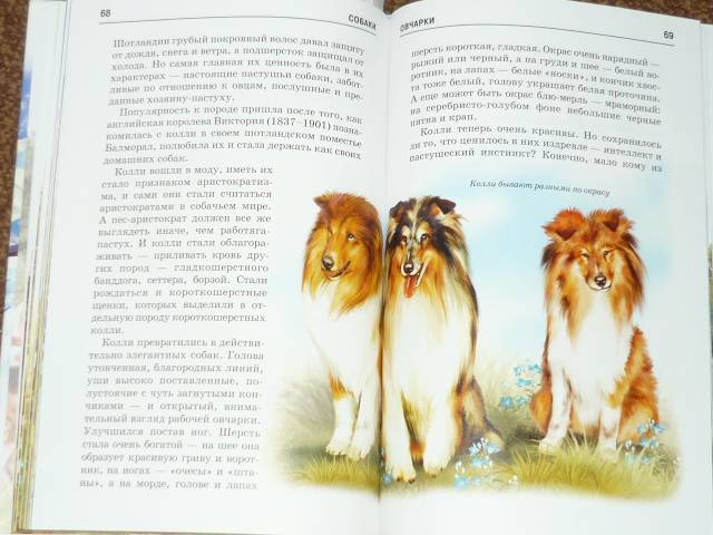 Иллюстрация 3 из 24 для Собаки - Е.И. Александрова | Лабиринт - книги. Источник: Ромашка:-)