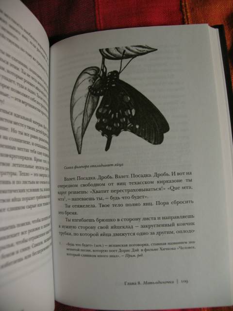 Иллюстрация 10 из 15 для Роман с бабочками. Как человек влюбился в насекомое - Шарман Рассел | Лабиринт - книги. Источник: manuna007