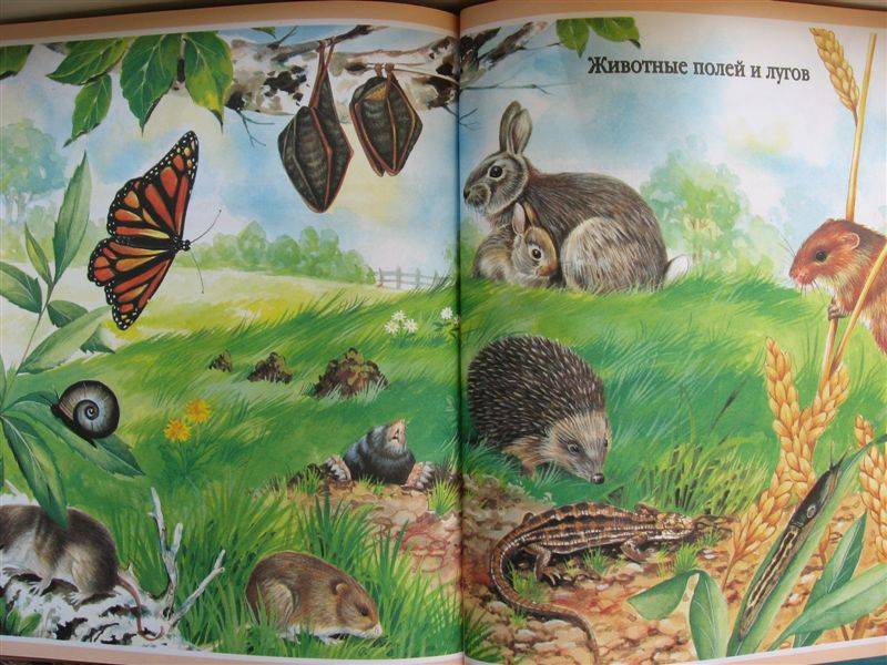 Иллюстрация 10 из 35 для Животные - Мари-Рене Пимон | Лабиринт - книги. Источник: Юта