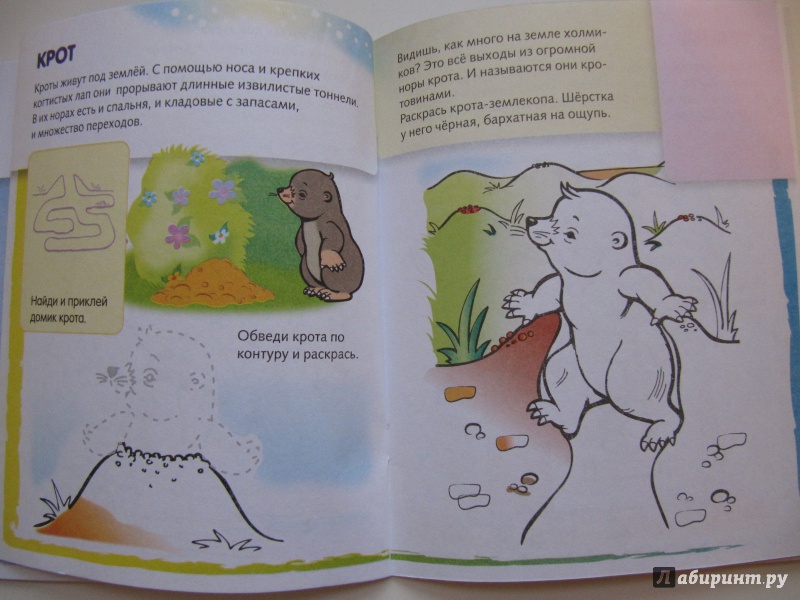 Иллюстрация 27 из 31 для Домики животных | Лабиринт - книги. Источник: Чернова  Анастасия Юрьевна