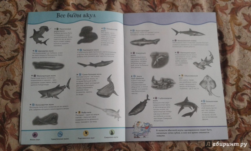 Иллюстрация 12 из 28 для Акулы | Лабиринт - книги. Источник: Соколенко  Света
