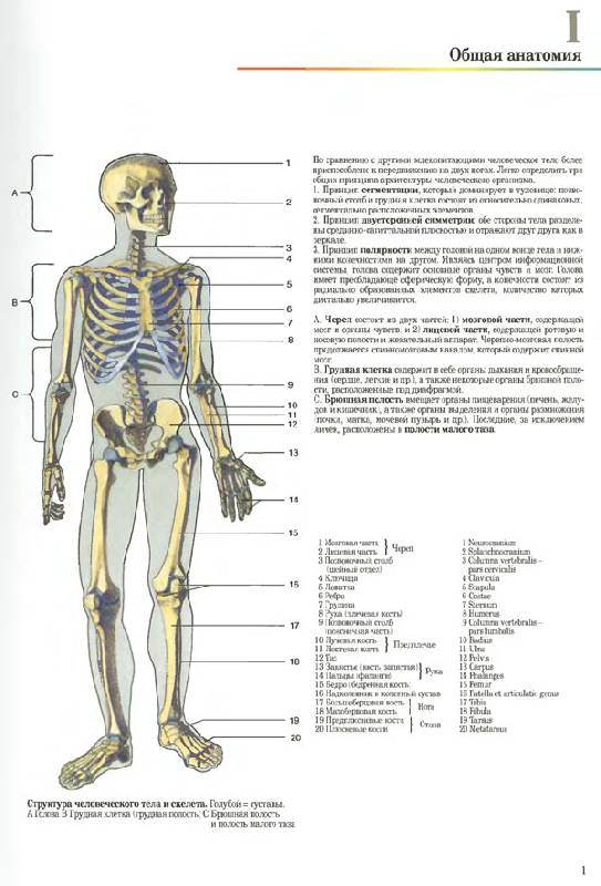 Иллюстрация 4 из 20 для Большой анатомический атлас - Роен, Йокочи, Лютьен-Дреколл | Лабиринт - книги. Источник: Кнопа2