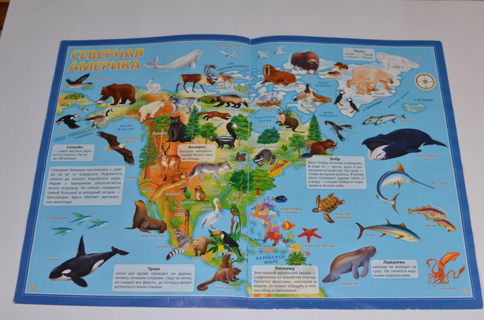 Иллюстрация 14 из 16 для Атлас Мира с наклейками. Животные и растения | Лабиринт - книги. Источник: Anvlan