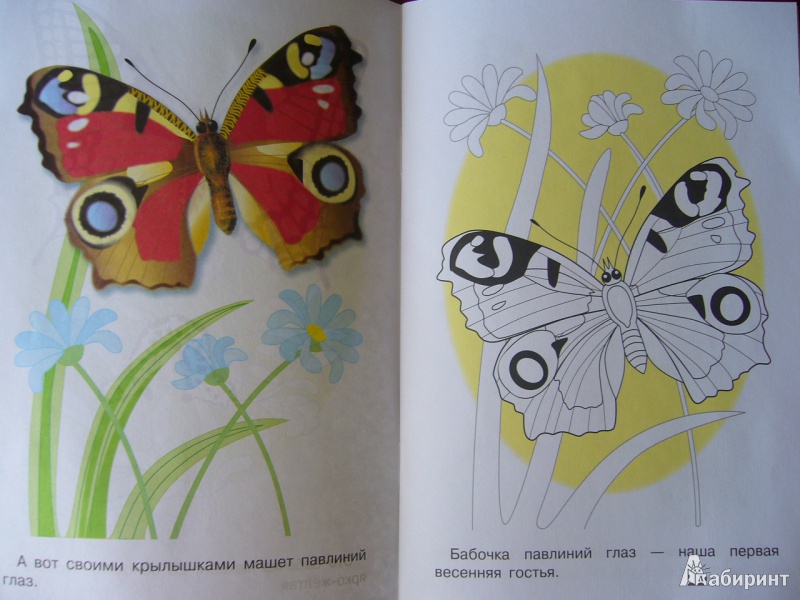Иллюстрация 4 из 24 для Раскраска. Бабочки | Лабиринт - книги. Источник: Божья  Коровка