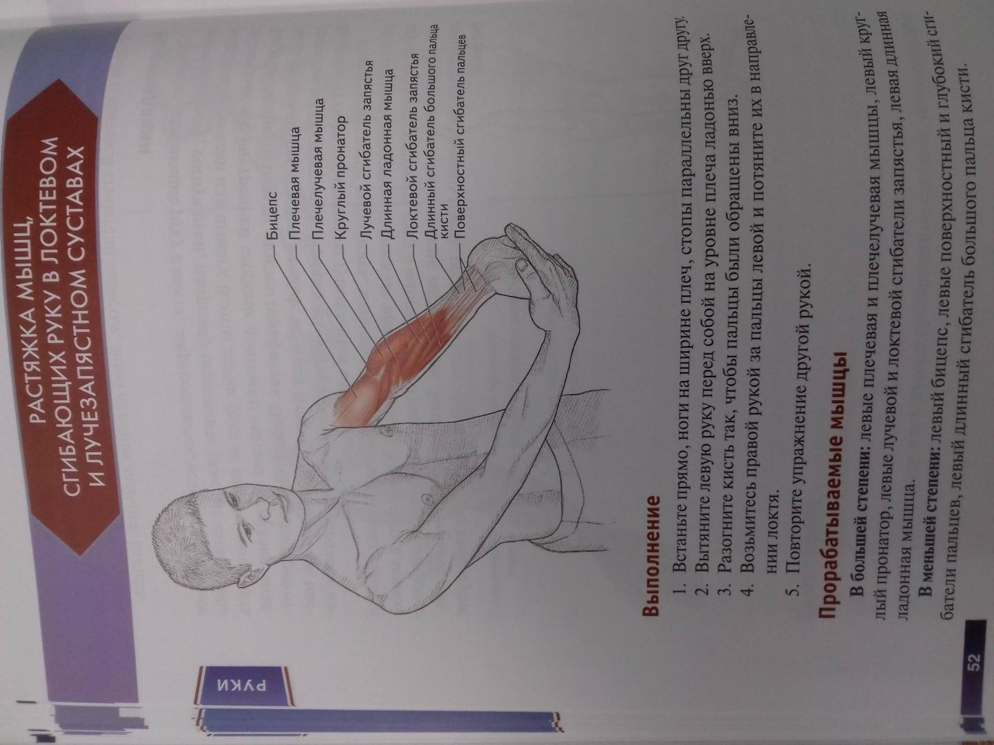 Иллюстрация 61 из 73 для Анатомия упражнений на растяжку - Нельсон, Кокконен | Лабиринт - книги. Источник: Степанов  Борис