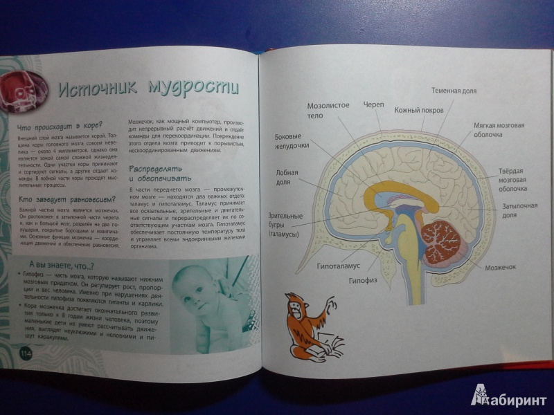 Иллюстрация 3 из 23 для Вот я какой. Тело человека - Наталья Костина | Лабиринт - книги. Источник: Н  Оксана