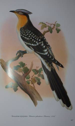 Иллюстрация 19 из 31 для Птицы Европы (в футляре) - Джон Гульд | Лабиринт - книги. Источник: Наталья Бухтиярова