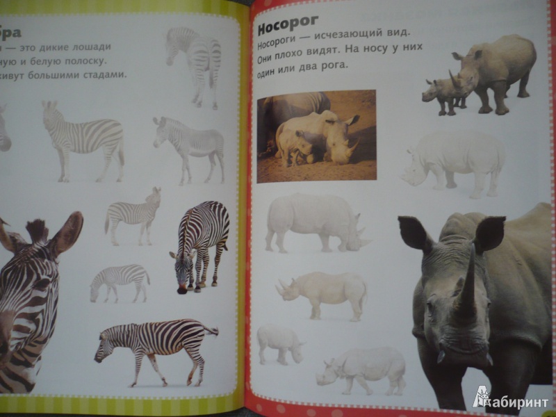Иллюстрация 9 из 44 для Дикие животные. Наклеивай и учись | Лабиринт - книги. Источник: angela_kvitka