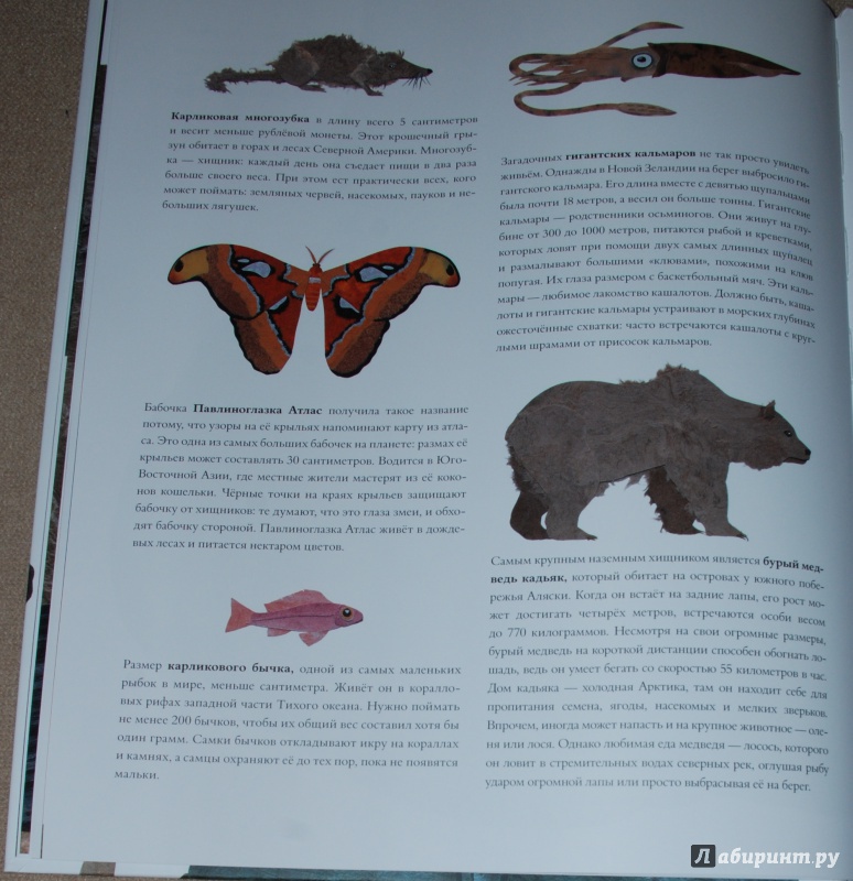 Иллюстрация 38 из 84 для Сравни! Животные в натуральную величину - Стив Дженкинс | Лабиринт - книги. Источник: Книжный кот