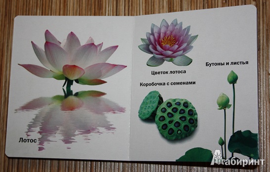 Иллюстрация 8 из 8 для Такие разные цветы | Лабиринт - книги. Источник: КНИЖНОЕ ДЕТСТВО