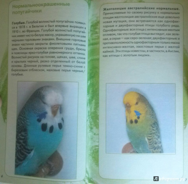 Иллюстрация 2 из 7 для Самые популярные волнистые попугайчики - Тео Винс | Лабиринт - книги. Источник: SiB