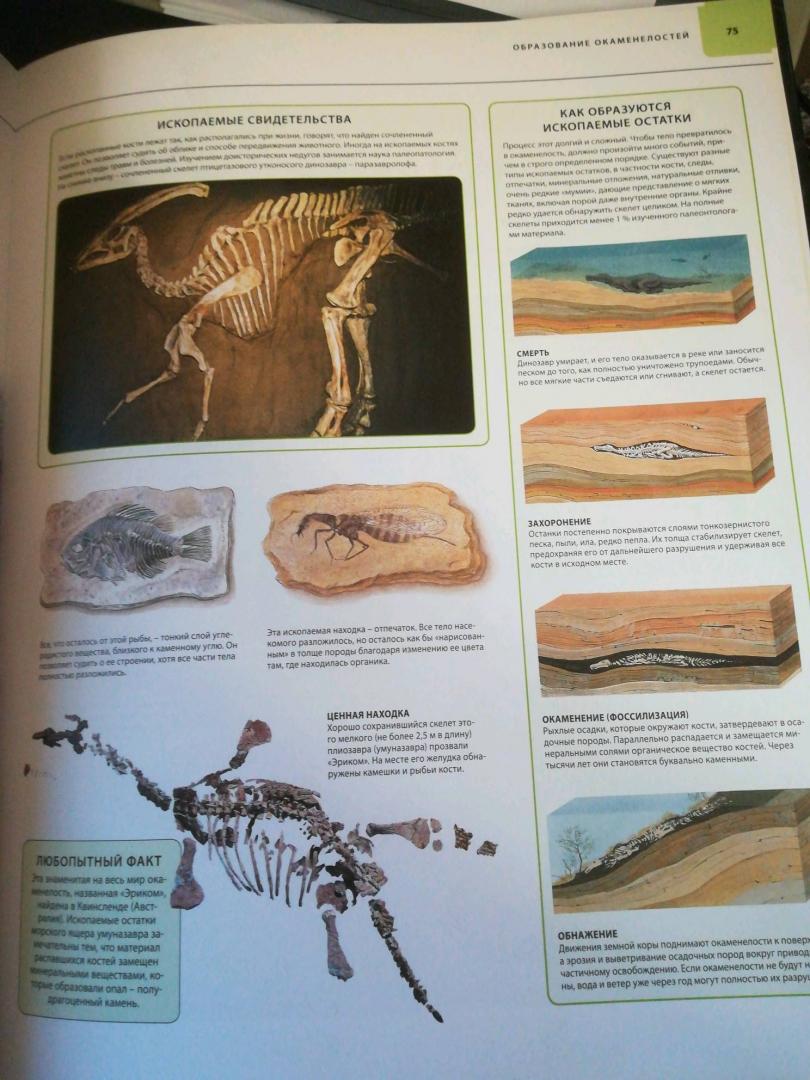 Иллюстрация 48 из 109 для Динозавры. Иллюстрированный атлас - Майкл Бретт-Шуман | Лабиринт - книги. Источник: Трофимова Юлия
