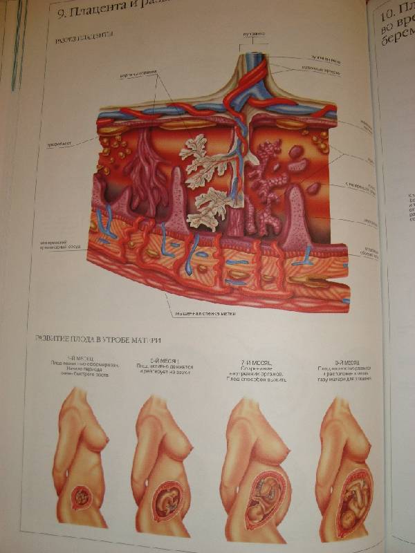 Иллюстрация 34 из 58 для Атлас анатомии человека | Лабиринт - книги. Источник: Константин Александрович