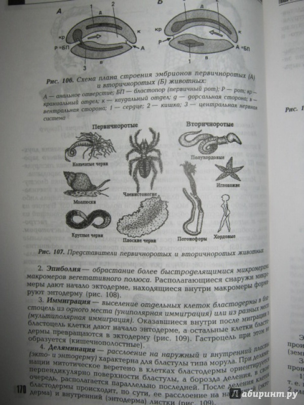 Иллюстрация 26 из 51 для Общая биология. Учебник - Виталий Сыч | Лабиринт - книги. Источник: Евгения39