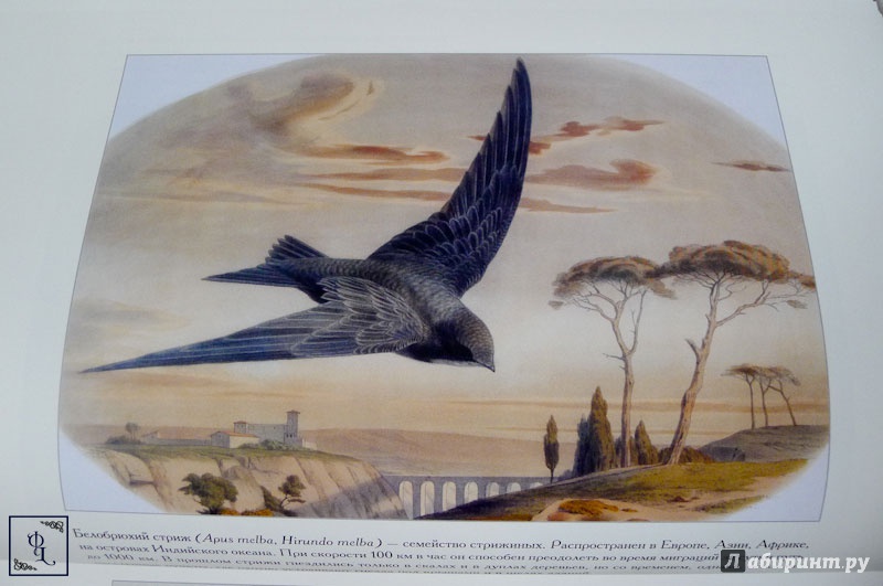 Иллюстрация 9 из 11 для Самые красивые птицы - С. Иванов | Лабиринт - книги. Источник: Литер  Феликс