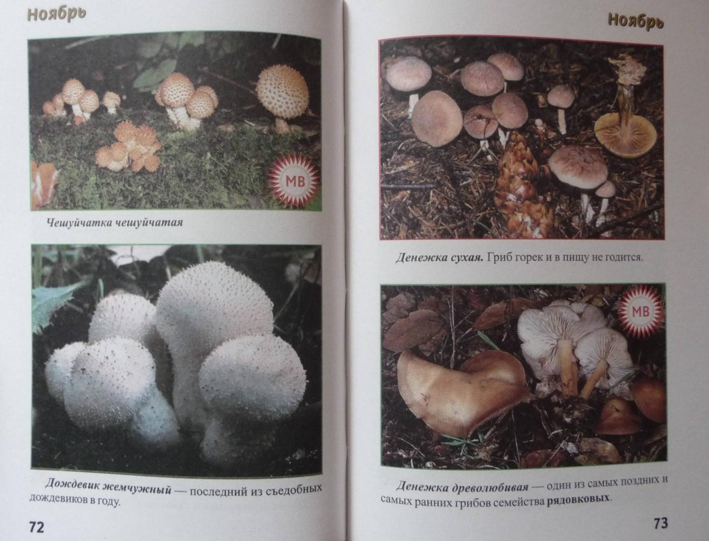 Иллюстрация 29 из 32 для За грибами с ноября по май - Михаил Вишневский | Лабиринт - книги. Источник: SiB